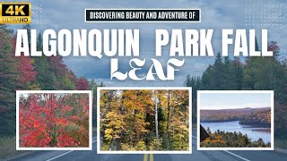 Fall Colors Algonquin Park 4K  Stunning Leaf Peeping in Ontario Canada [upl. by Oniuqa560]