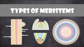 Types of Meristems  Plant Biology [upl. by Annahsohs]