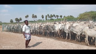 Pulikulam Cattle Herders Documentary movie  MAA [upl. by Haniraz]