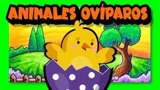 Los animales ovíparos 🐣🥚🐥🐔 [upl. by Asiul]