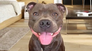 Funny American Staffordshire Terrier Videos [upl. by Yralih127]