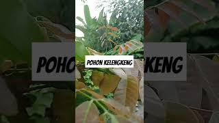 pohon kelengkeng [upl. by Aihsik]