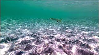 Petit Barracuda  Mer Chaude  Caraïbes  Sphyrène  Guadeloupe  Caraïbes  Les Antilles  France [upl. by Atlas]