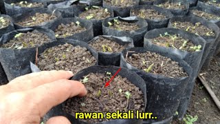 TIPS SIMPLE PERAWATAN BIBIT SAWIT UMUR 2 MINGGU SETELAH SEMAI SUPAYA CEPAT BESAR DP SEMIKLON 01 [upl. by Lledyl895]