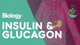 Insulin and Glucagon  Physiology  Biology  FuseSchool [upl. by Ahsiri591]