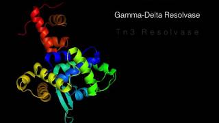 SiteSpecific Recombination [upl. by Irolav]