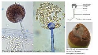 Part 4 Conidiospores Sporangiospore Zygospores Macroconidia microconidia [upl. by Prober579]