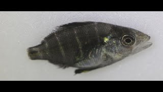 Lutjanus argentimaculatus ゴマフエダイ 붉은퉁돔 Juvenile Life History [upl. by Gabriela290]