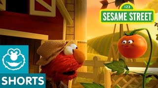 Sesame Street Tomato Musical Preview  Elmo the Musical [upl. by Zora]