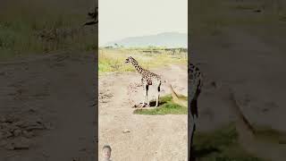 Giraffe vs Lion Animal Highlights Animal Combat Power Competition [upl. by Reiner340]