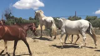 Semental experimentado suelto por primera vez con nuestras yeguas 2019  Yeguada Juan Díaz Navarro [upl. by Assirrac]