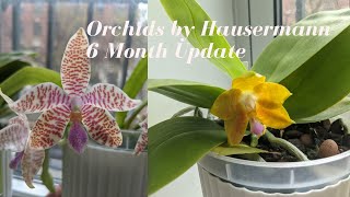 Orchid Haul Update  Orchids by Hausermann  6 Month Update Mostly Summer Bloomers amp Some Species [upl. by Onihc]