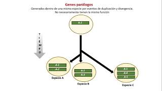 Genes homólogos ortólogos y parálogos [upl. by Erme677]