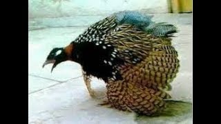 Black Francolin Kala Teetar Ki Awaz Gray Francolin Irani Teetar Black Partridge [upl. by Catriona]