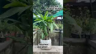 Raphis palm Broadleaf lady palm delhi gajroula nursery plants plantation import explore [upl. by Auehsoj]