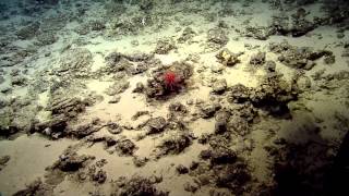 Coral and Associates of the Deep Ocean Seamounts  Nautilus Live [upl. by Akinehc]