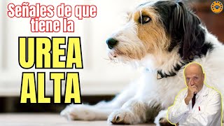 🆘 SINTOMAS DE UREA ALTA POR INSUFICIENCIA RENAL EN PERROS Y ¿COMO SE PUEDE BAJAR 🆘 [upl. by Ellehcer]