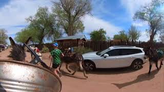 Cerillos Pack Burro Race start in 360 Turquoise trail May 4th 2024 [upl. by Evelc631]