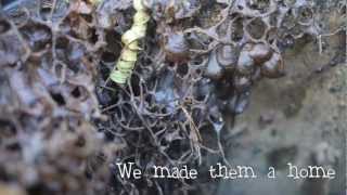 Australian Stingless Bees  Making a Hive 🐝 [upl. by Ahsenev]