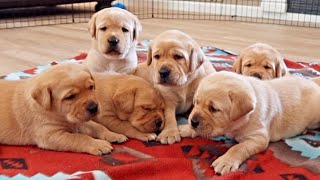 Labrador Puppies Find Their Bark [upl. by Lionel]