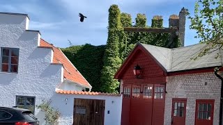 Sweden Walks Visby Semi guided tour along the medieval defensive wall of World heritage town [upl. by Adarbil]