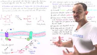 Mobilization of Triglycerides in Adipose Cells [upl. by Sik746]