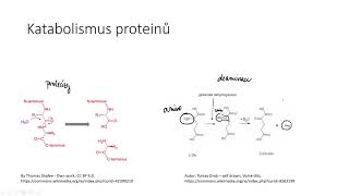 Metabolismus proteinů a aminokyselin 1  deaminace a ornitinový cyklus [upl. by Acirderf]