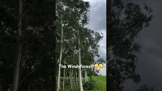 Wind blowing trees 🌴 🌳 forest wind disturbance windy trees [upl. by Aitas]