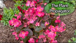 Simple Propagation of Begonia [upl. by Akisey]