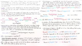 Introduction to Gluconeogenesis Part II [upl. by Marek]