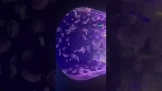 The Jellyfish Nursery at the Fakieh Aquarium— Jeddah KSA 2024 [upl. by Peti3]