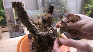 Create a living tree trunk terrarium [upl. by Aneeroc]