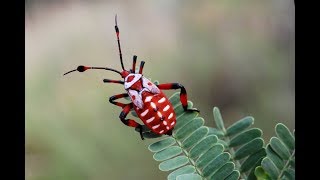 Fascinants Insectes 13  Documentaire Animalier HD [upl. by Cornia]