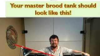 Tilapia Breeding  How to Set Up Your Master Brood Tank [upl. by Gareri203]