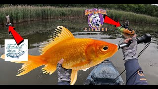 Snakehead Fishing with SeaChellFishing and tailoredbns8165 [upl. by Jezabel]