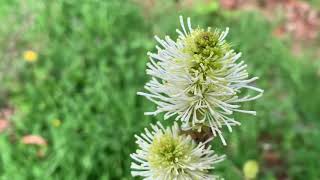 Plant Profile Fragrant Witch Alder Fothergilla spp [upl. by Foushee]