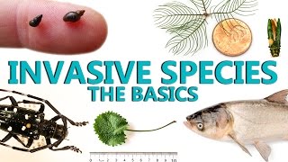 Invasive Species The Basics [upl. by Babb]