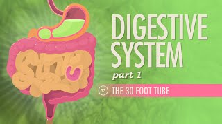 Digestive System Part 1 Crash Course Anatomy amp Physiology 33 [upl. by Brightman]