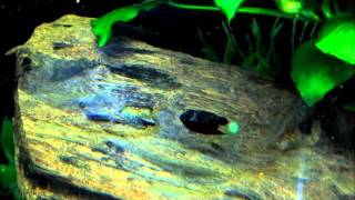 A Quick Guide to Breeding Bristlenose Plecos Ancistrus spp [upl. by Greenburg476]