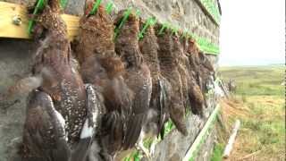 Grouseshooting  great grouse recipe [upl. by Aenil987]