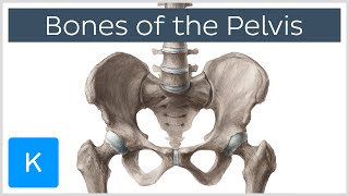 Anatomy of the Hip Bone  The Ilium  Ischium  Pubis  MADE EASY [upl. by Sharos]