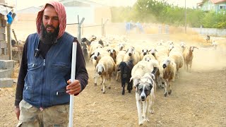 900 TANE KOYUNU KORUYAN 15 Ã‡OBAN KÃ–PEÄÄ°   KANGAL KOYUNLARINI KORUYAN KANGAL KIRMASI KÃ–PEKLER ALA [upl. by Annola]