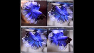 Betta Fish BLUE BUTTERFLY Black Head Rosetail Halfmoon Male S388 [upl. by Ardiekal]