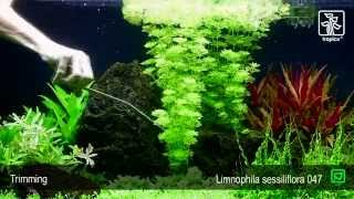 Limnophila sessiliflora [upl. by Ennairam]