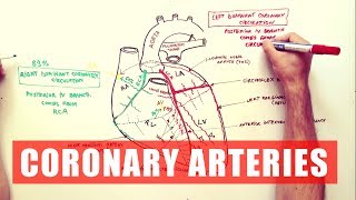 Coronary Arteries  Anatomy Tutorial [upl. by Eural853]