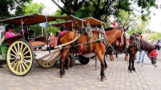 Kuda Delman Lagu Anak ❤ Naik Delman Istimewa [upl. by Sanyu]