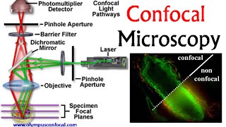 Confocal microscopy  confocal microscope principle [upl. by Etnoel]