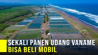 Budidaya Udang Vaname Sekali Panen Bisa Beli Mobil [upl. by Debi]