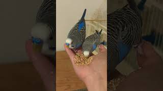 My Nephews Birds 🐦 birds jesus godscreations [upl. by Acile]