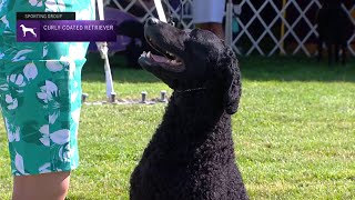 Retrievers CurlyCoated  Breed Judging 2021 [upl. by Zacharia]